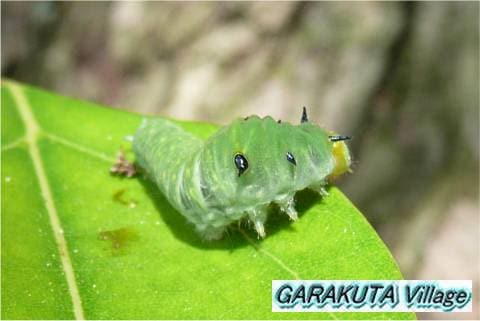 P20080901-P1050931-2