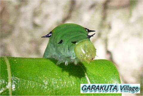 P20080901-P1050933-2