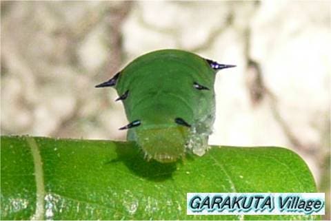 P20080901-P1050934-2