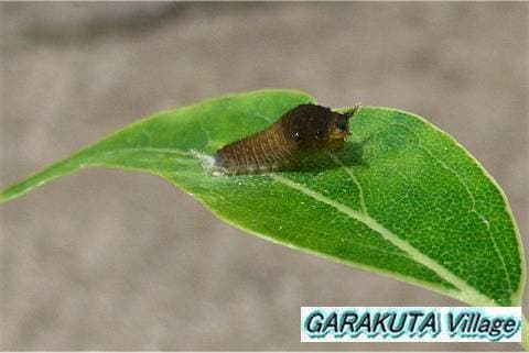 P20080901-P1050936-2