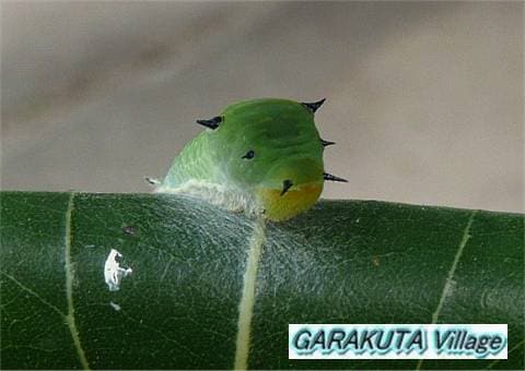 P20080912-P1060398-2