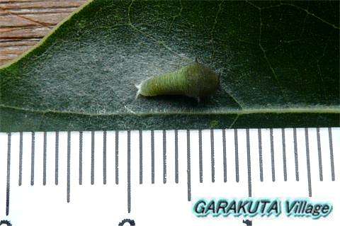 P20080912-P1060415-2