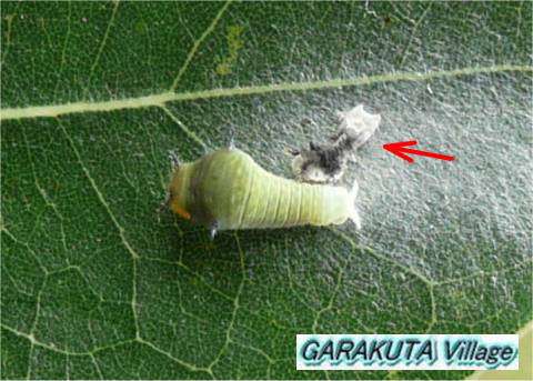 P20080912-P1060423-2