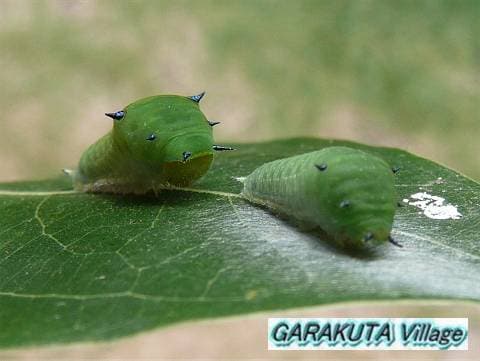 P20080913-P1060508-2