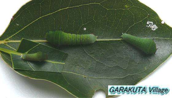 P20080913-P1060509-2