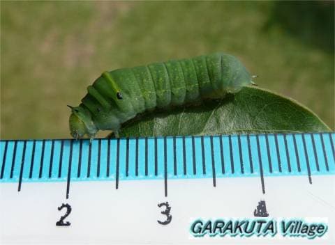 P20080914-P1060565-2