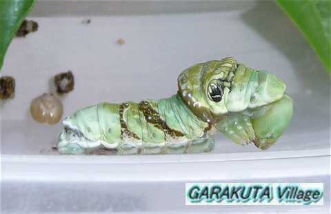 P20100809-P1060751-2